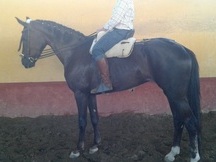Yegua oldemburguesa origenes top doma