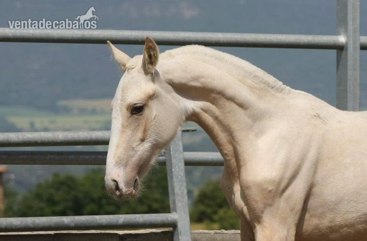 Potra palomina de concurso in 