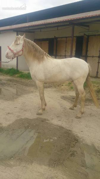 PURA SANGRE LUSITANO in 