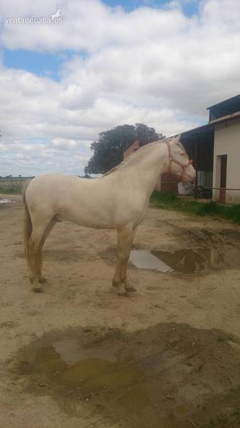 Lusitano