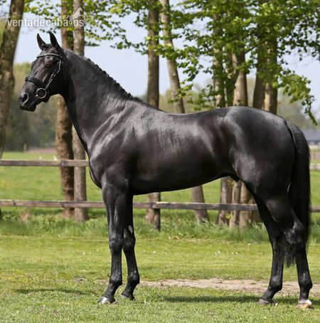 Encantador negro Hannoveriano castrado in 