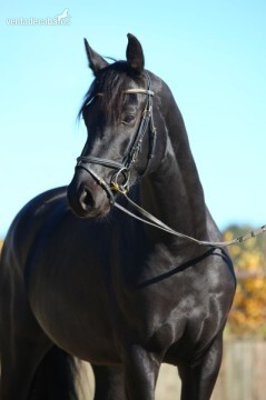 Hannoveriano