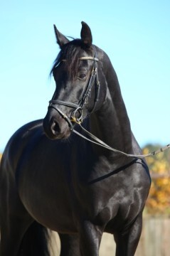 Hannoveriano