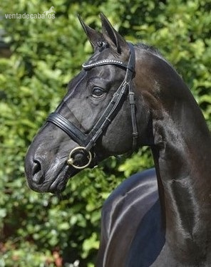 Hannoveriano {TYPE}