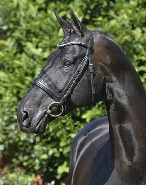 Hannoveriano {TYPE}