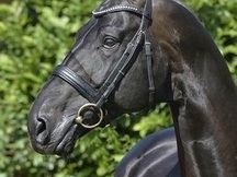 Encantador negro Hannoveriano castrado