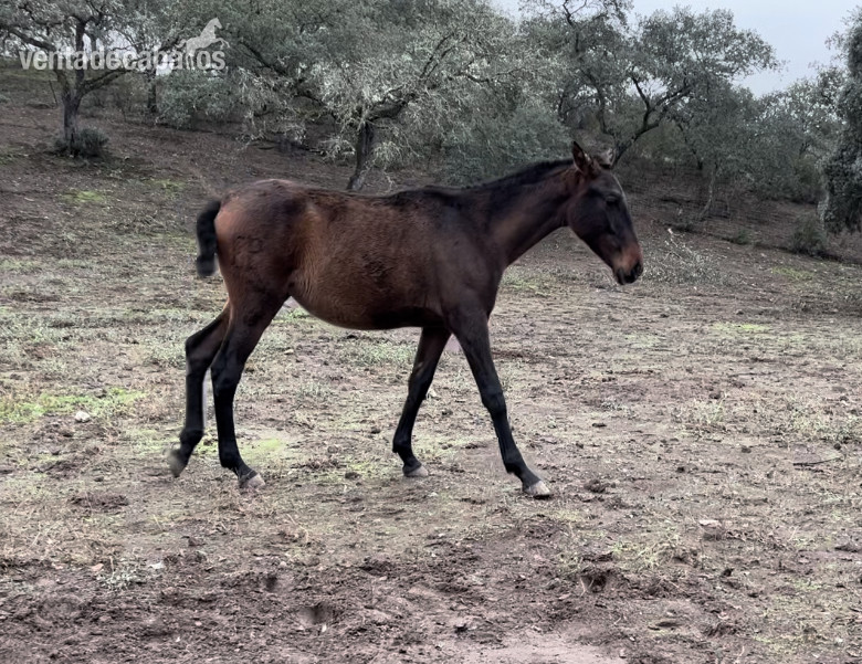 Potra Pre castaña, yeguada la plata  in 
