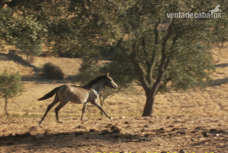 Lusitano
