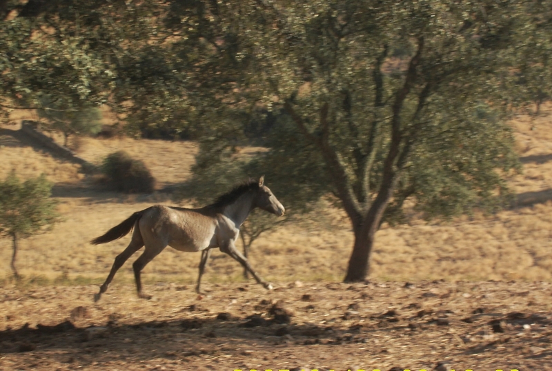 Lusitano