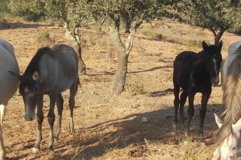 Lusitano {TYPE}