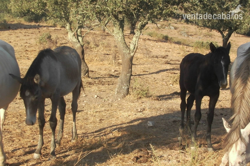 Lusitano {TYPE}