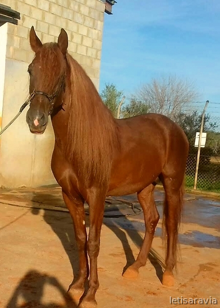 Alazan Pre  1.64cm in 