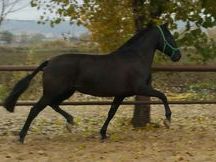 yegua negra PRE