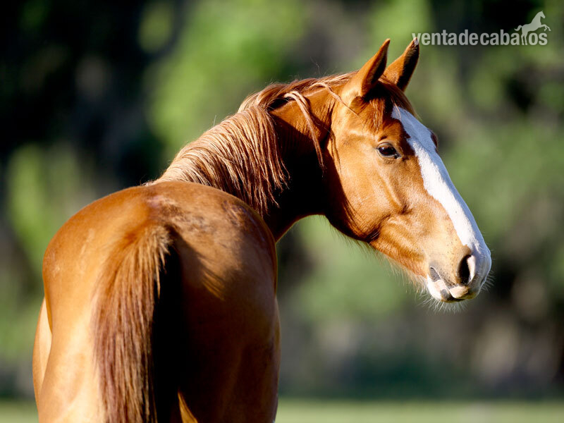 Busco caballo para compartir in 