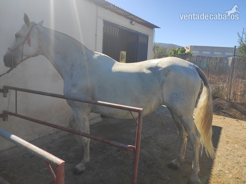 Vendo Yegua Pura raza española in 