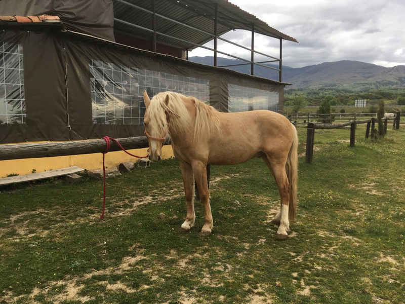 Caballo Lusitano en venta in 