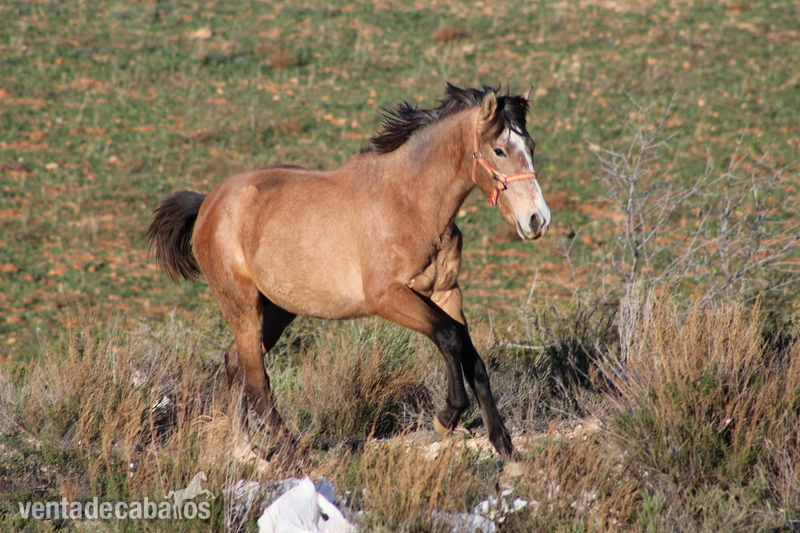 POTRO FARAON CCCLXVIII - Caballos Pura Raza Española (P.R.E.)