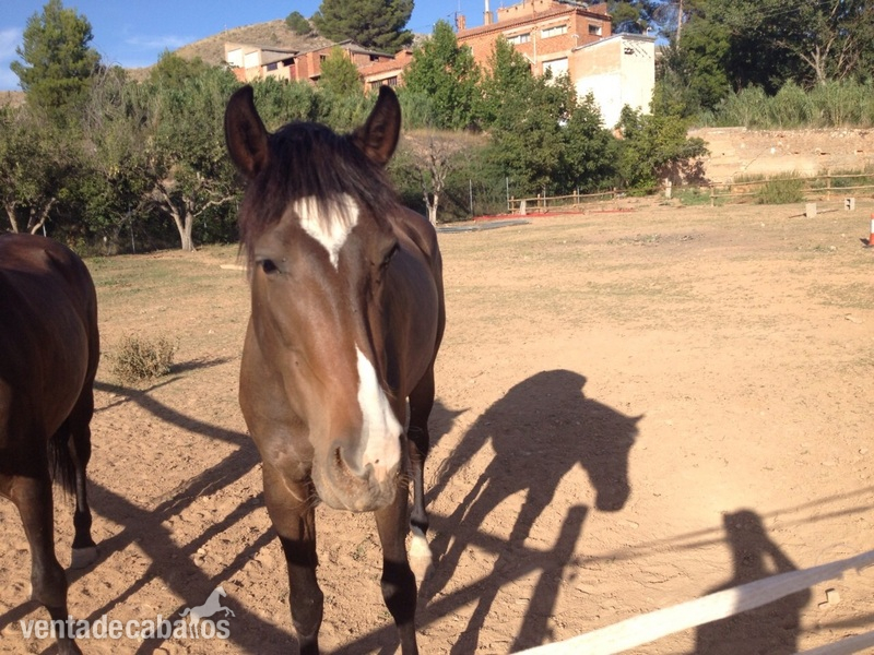 Hispano-Arabe