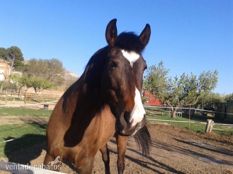 Caballo Hispano Árabe Hispano-Arabe - yegua hispano arabe