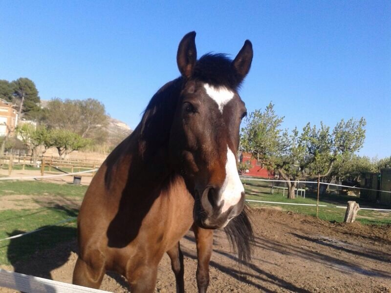 Caballo Hispano Árabe Hispano-Arabe - yegua hispano arabe