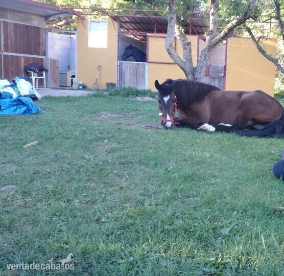 yegua hispano arabe - Caballo Hispano Árabe Hispano-Arabe