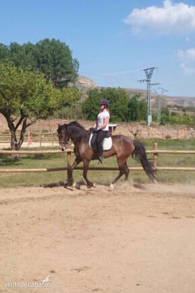 yegua hispano arabe - Hispano-Arabe