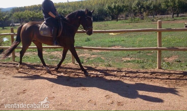 yegua hispano arabe - Caballo Hispano Árabe
