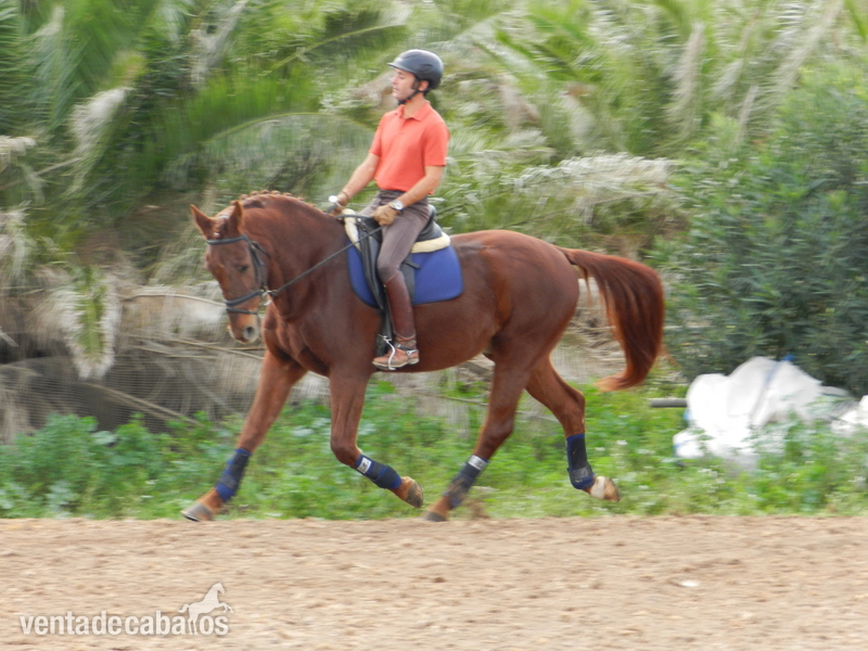 VENDO CABALLO DE DOMA in 