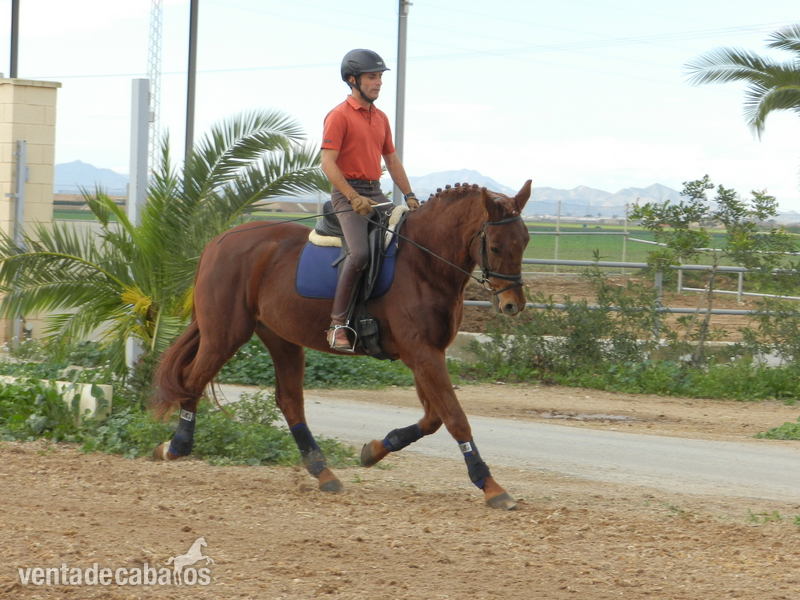 Caballo de Deporte Español (CDE)