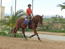 VENDO CABALLO DE DOMA