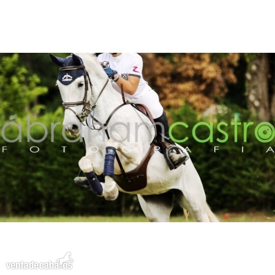 Cruzado {TYPE}