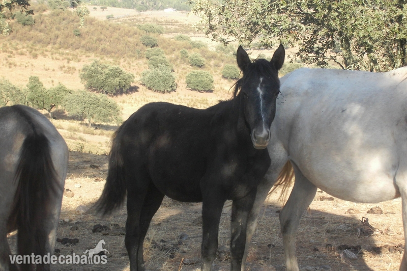 Venta Potro Preto Lusitano in 