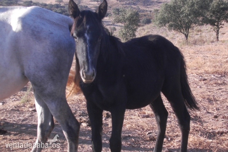 Lusitano