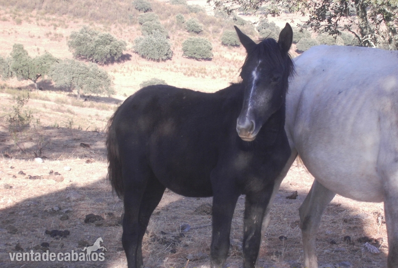 Lusitano {TYPE}