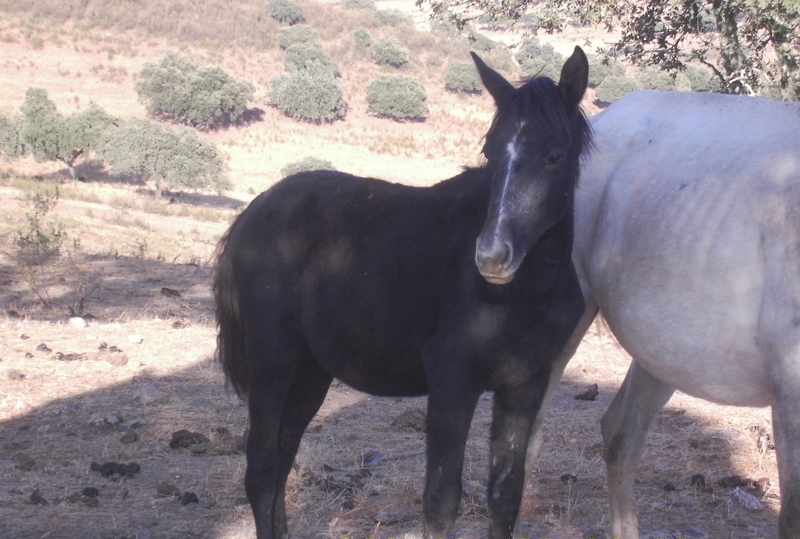 Lusitano {TYPE}