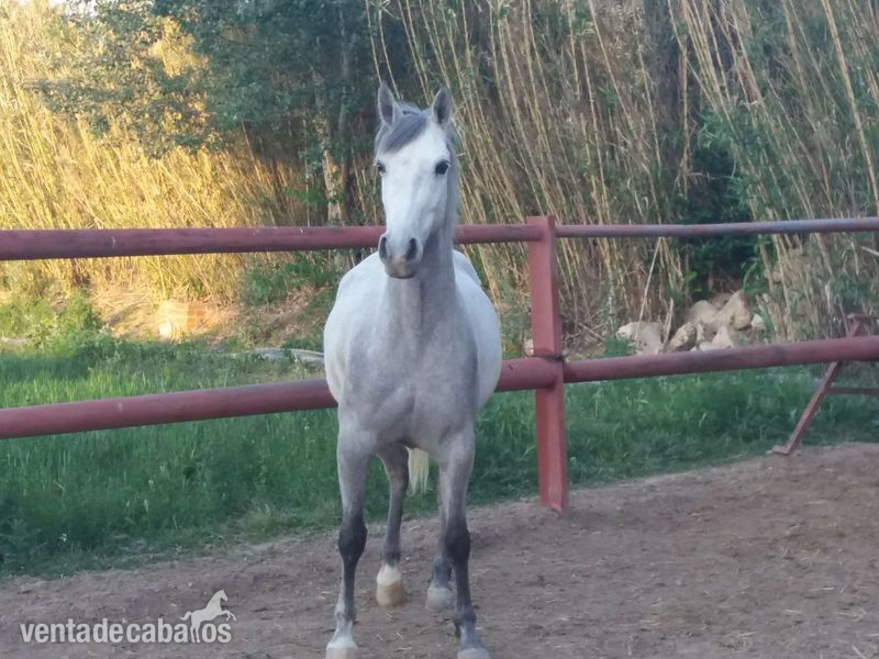 caballo luso arabe in 