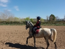 caballo luso arabe