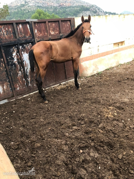 Potro Pura Raza Española in 