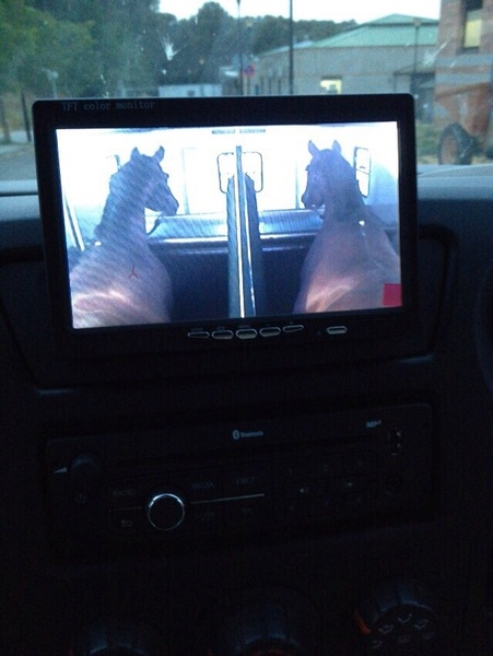 Vendo camión para dos caballos verso EQ2 - Transportes de caballos in 