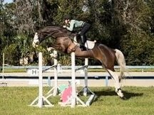 Castrado Holsteiner súper hermoso y talentoso-€8.500 total
