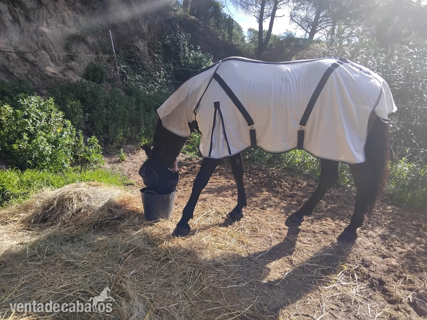 Caballos Pura Raza Española (P.R.E.) EMPTY - Semental PRE 9 años