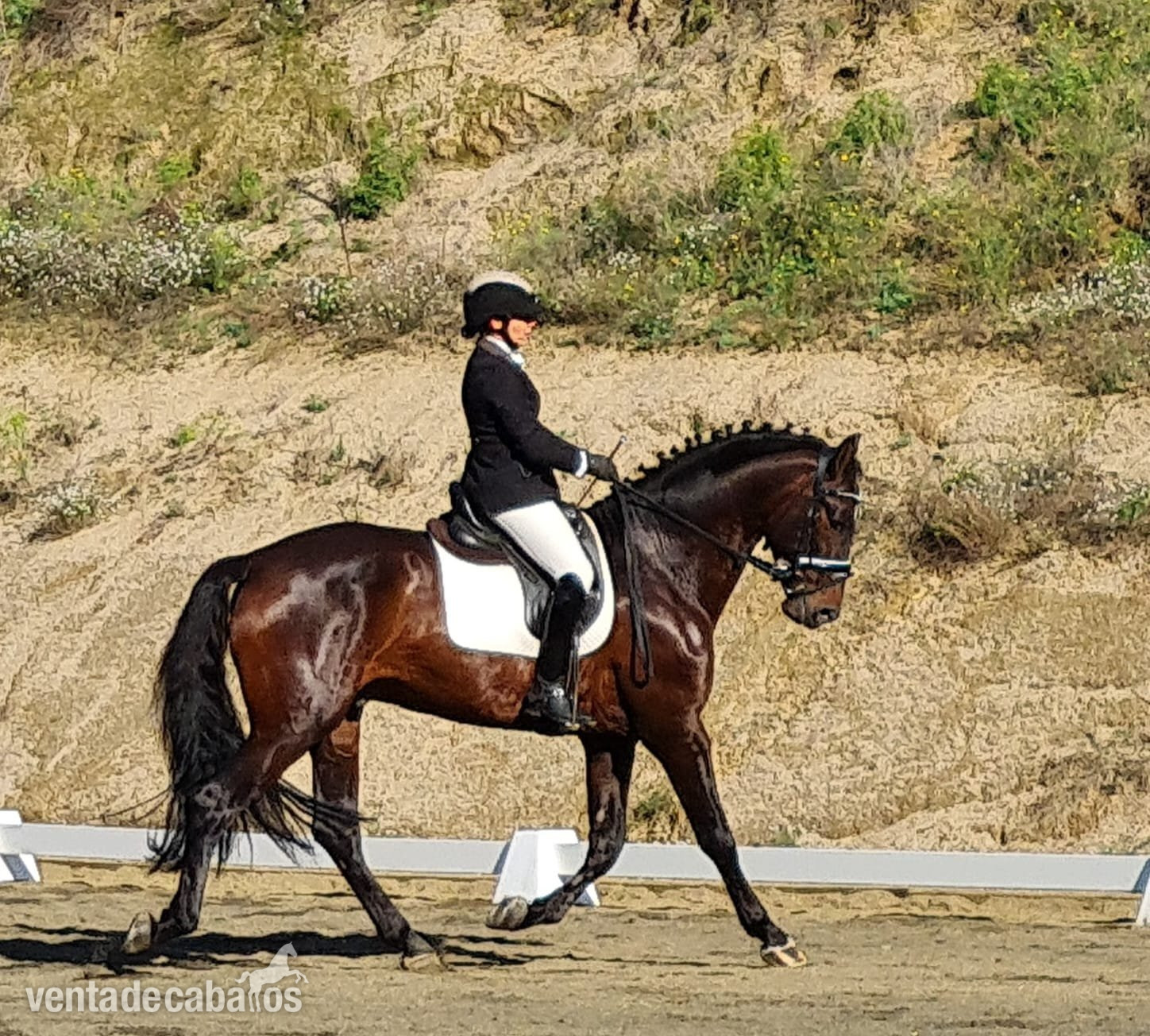 Semental PRE 9 años - Caballos Pura Raza Española (P.R.E.) EMPTY