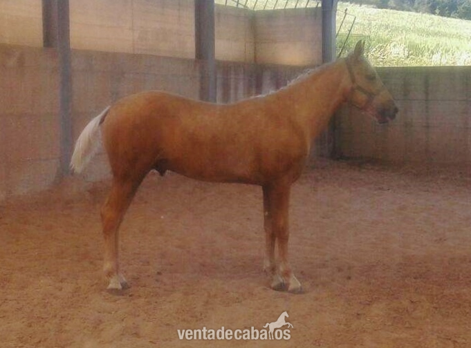 Se vende potro perla de un año. in 