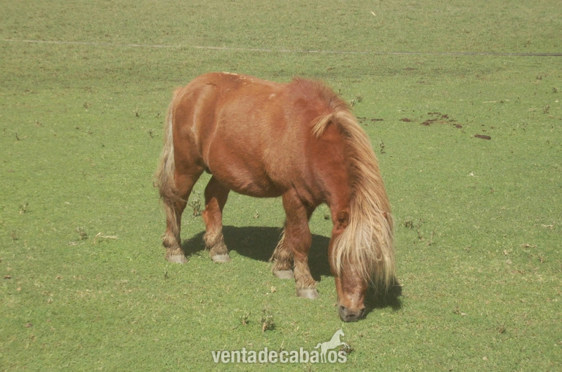 Venta Pony montado Y enganchado in 