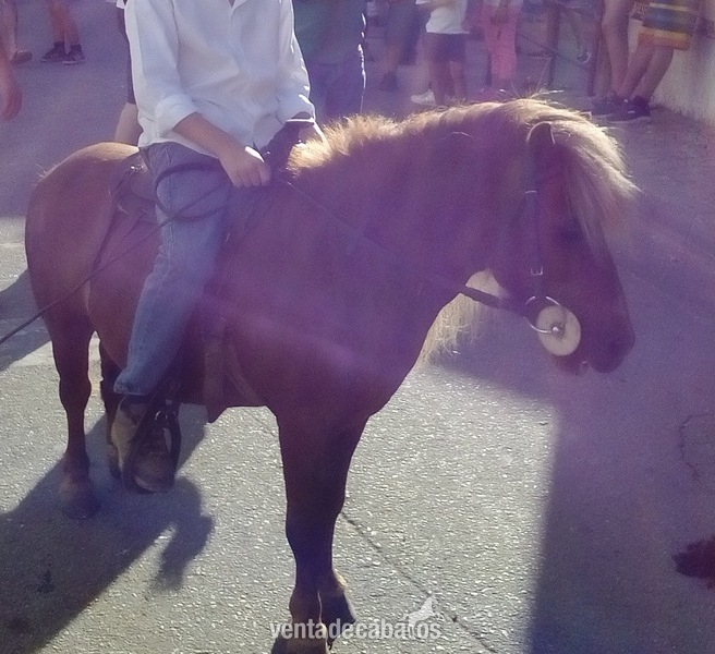 Poni Shetland 