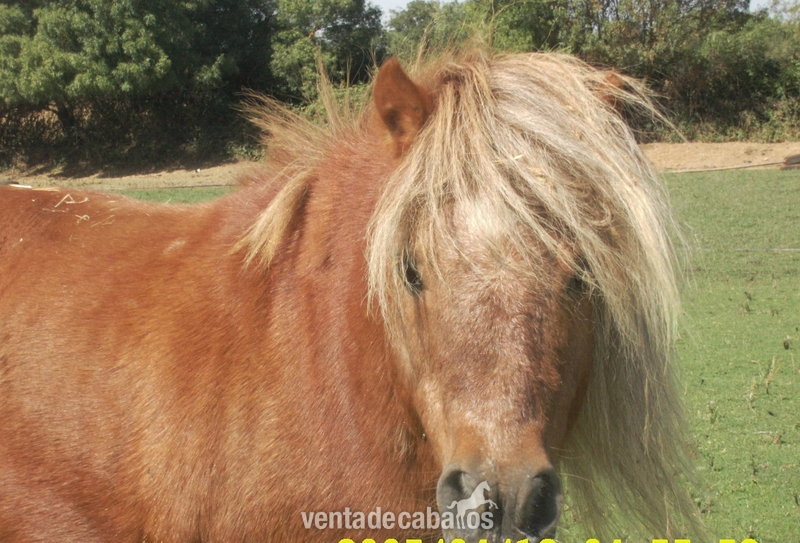 Poni Shetland  {TYPE}