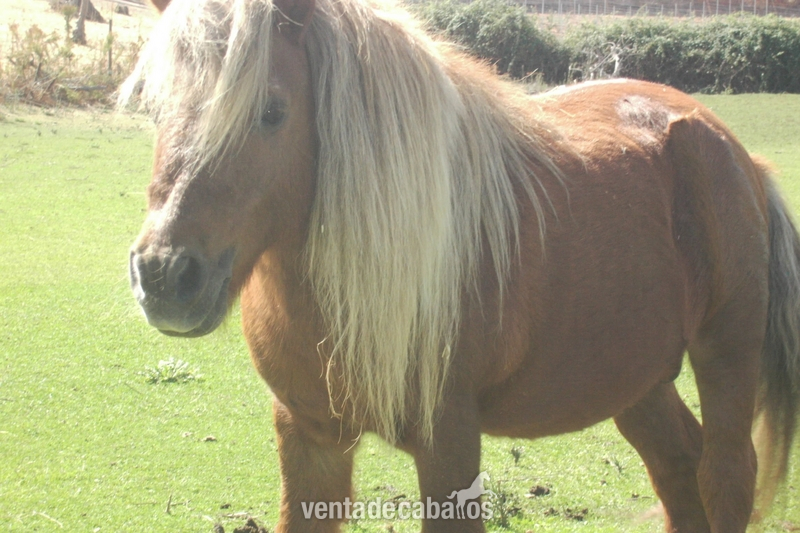 Ponis Miniatura Poni Shetland  - Venta Pony montado Y enganchado