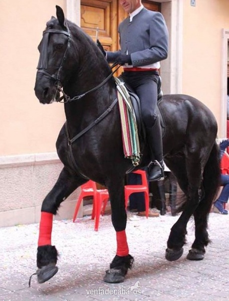Frisón