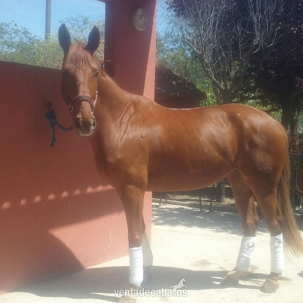 yegua para cria  in 