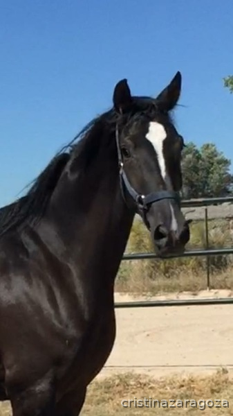Caballo Hispano Hanoveriano montado in 